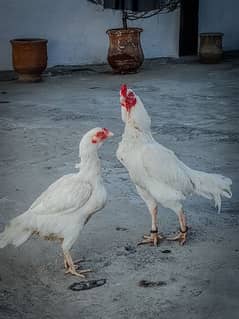 high quality heera pair eggs  available