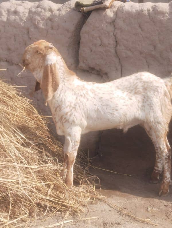 desi Bakra for sale/03704685463 0