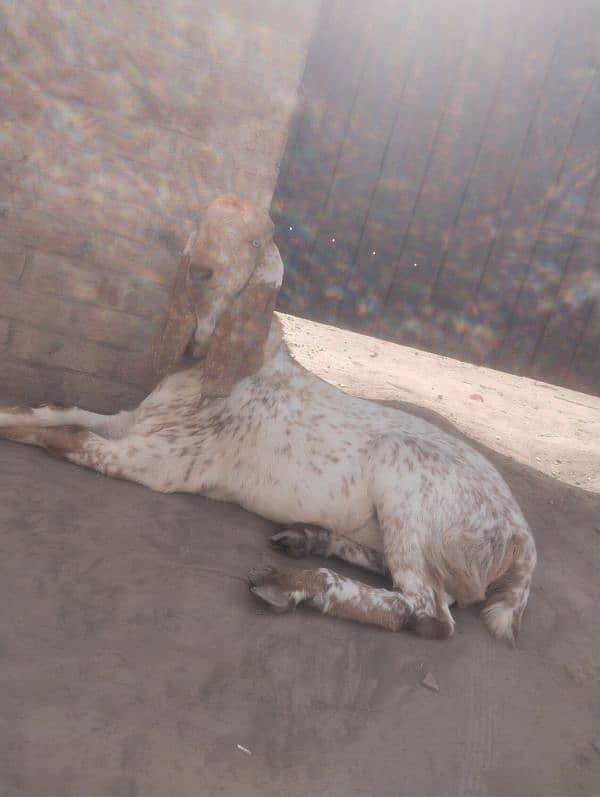 desi Bakra for sale/03704685463 1