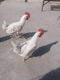 Cocks Murgha