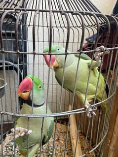 Pahari parrot Raw parrot Pair