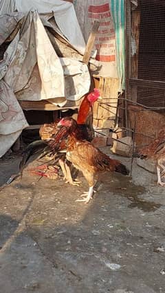 Pure Aseel Rooster and Hens For sale /Lohman Brown male and Female