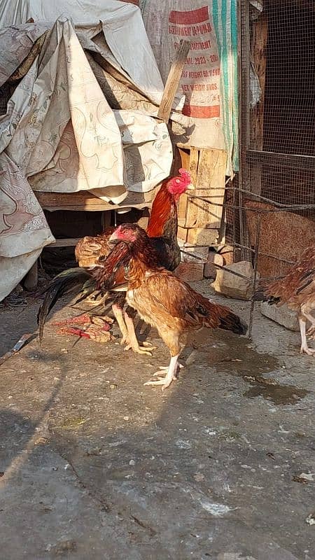 Pure Aseel Rooster and Hens For sale /Lohman Brown male and Female 0