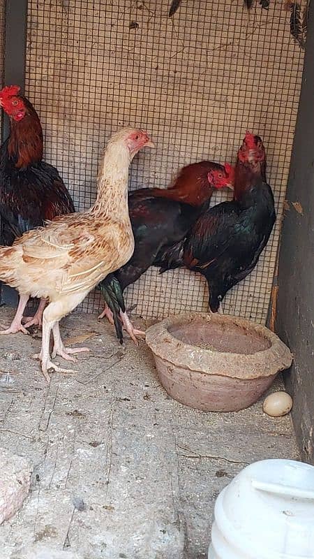 Pure Aseel Rooster and Hens For sale /Lohman Brown male and Female 3