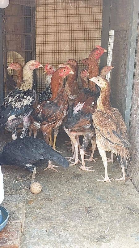 Pure Aseel Rooster and Hens For sale /Lohman Brown male and Female 4