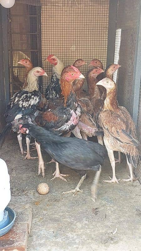 Pure Aseel Rooster and Hens For sale /Lohman Brown male and Female 5