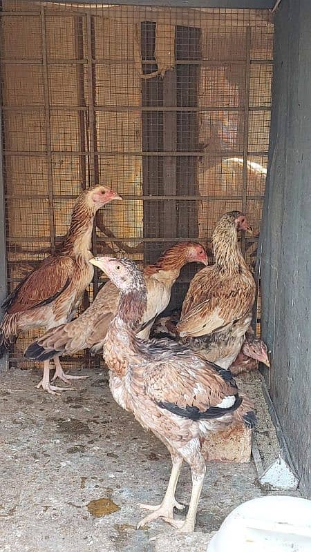 Pure Aseel Rooster and Hens For sale /Lohman Brown male and Female 6