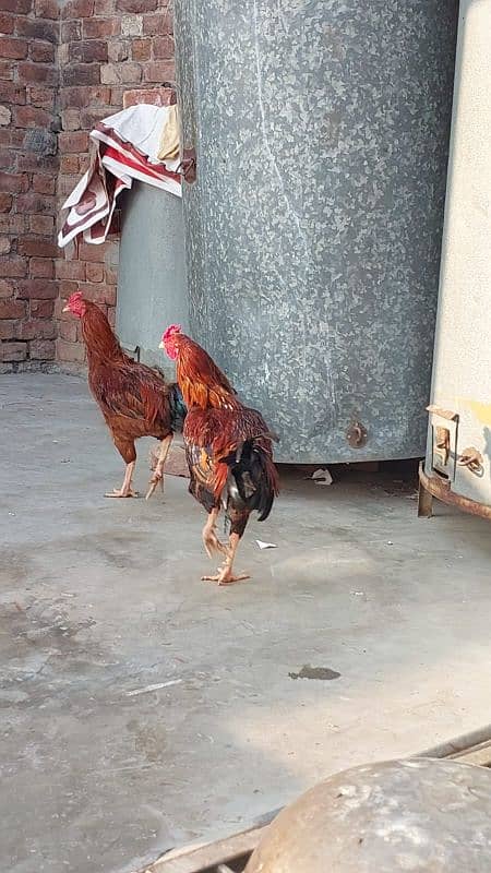 Pure Aseel Rooster and Hens For sale /Lohman Brown male and Female 7