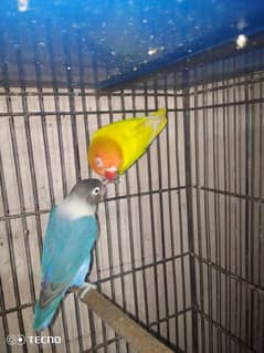 latino male blue female breeder pair