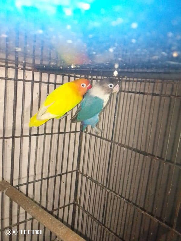 latino male blue female breeder pair 1