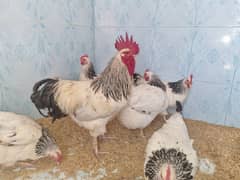 White Sussex | Breeder Pair | All egg laying Hen | murghi |