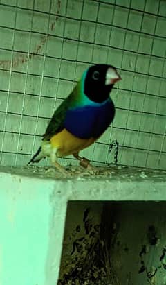 Gouldian Male  and Benglise breeder pairs