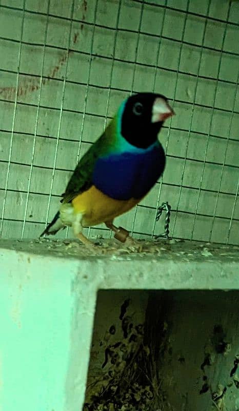 Gouldian Male  and Benglise breeder pairs 0