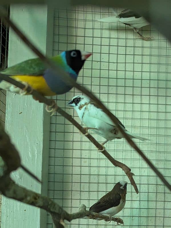 Gouldian Male  and Benglise breeder pairs 3