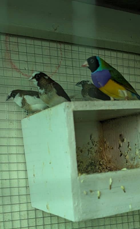 Gouldian Male  and Benglise breeder pairs 5