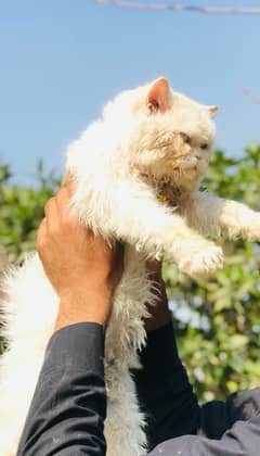 Breeder male . blue eyes . triple coated