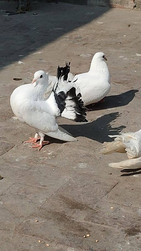 Fantail Pigeon 2