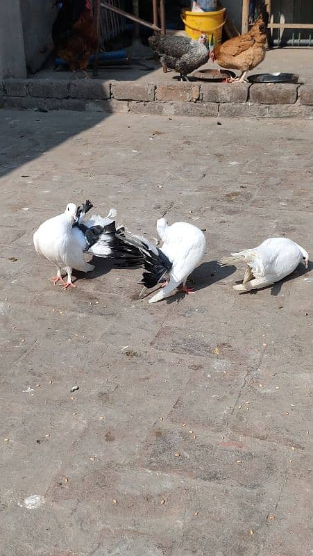 Fantail Pigeon 3