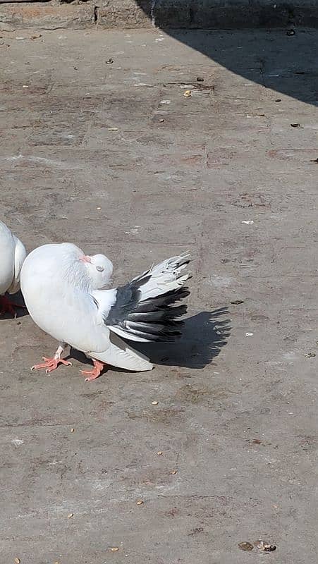 Fantail Pigeon 5