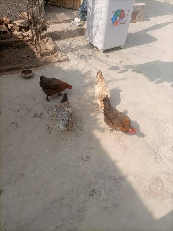 dasi hen for sale 0