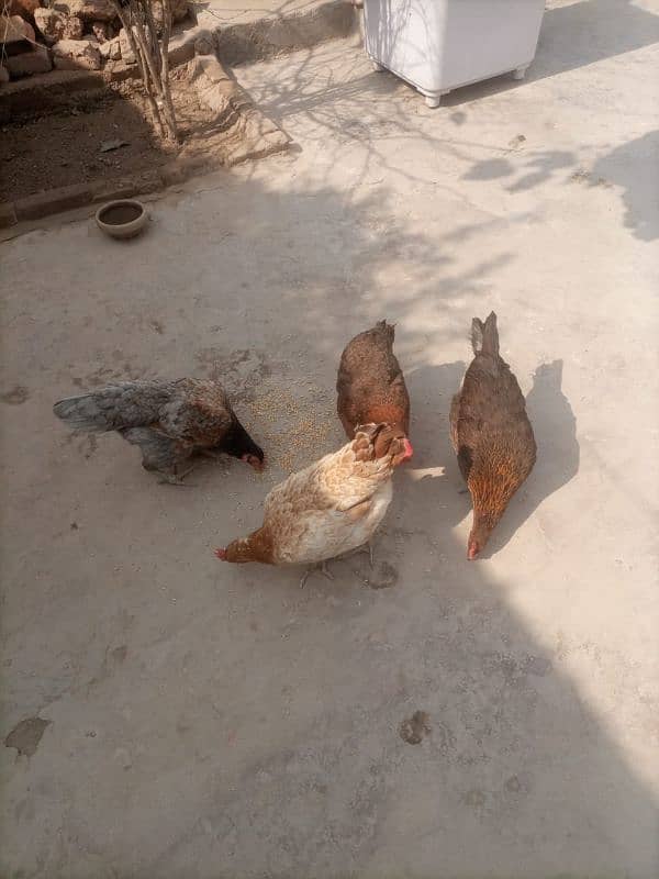 dasi hen for sale 1