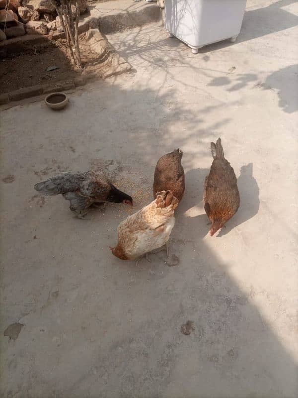 dasi hen for sale 2