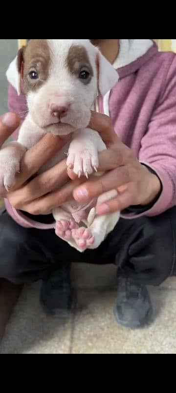 amiarican pit bull 4