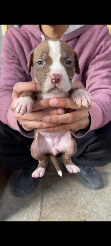 amiarican pit bull 8