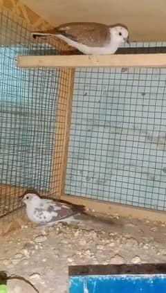 diamond dove pair for sale