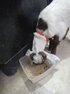 goat 3 months old