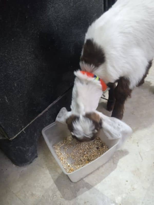 goat 3 months old 0