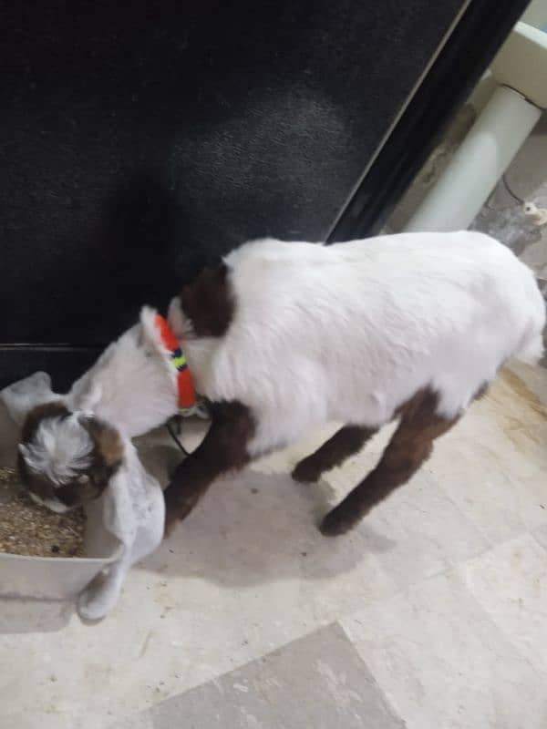 goat 3 months old 1