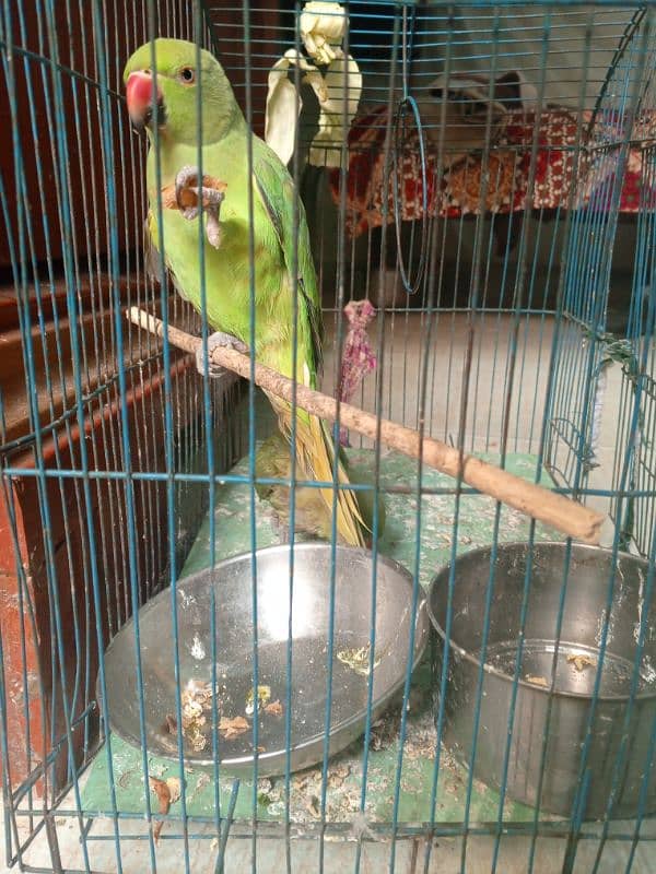 parrot 0