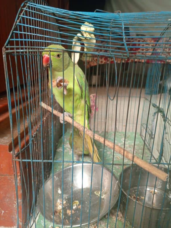 parrot 1