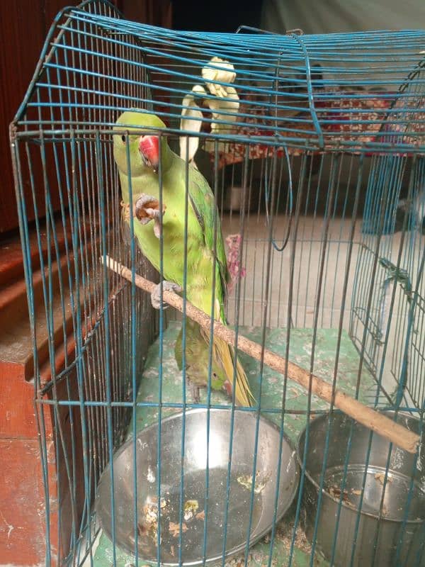 parrot 2