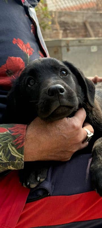 Female Labrador puppy. 0