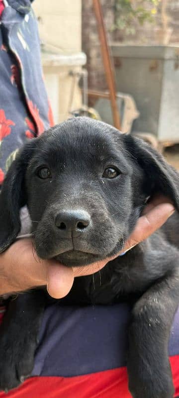 Female Labrador puppy. 1