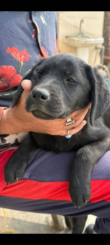 Female Labrador puppy. 2