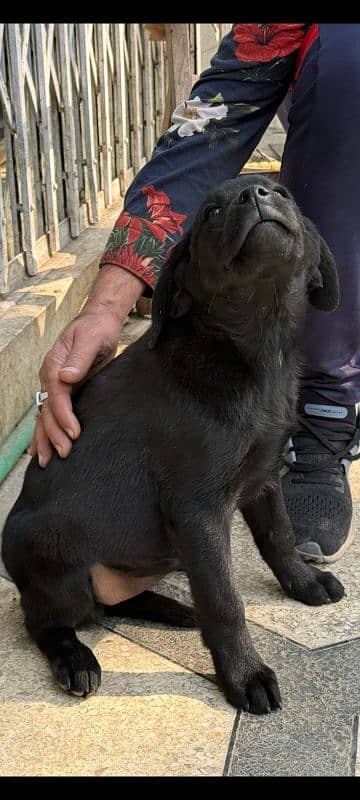 Female Labrador puppy. 3