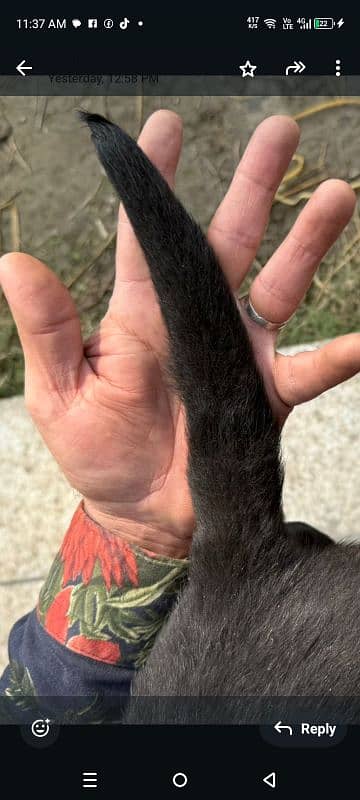 Female Labrador puppy. 4