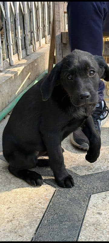 Female Labrador puppy. 7