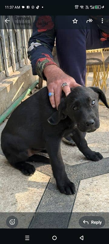 Female Labrador puppy. 8