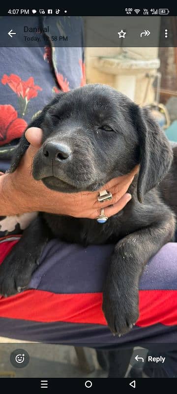 Female Labrador puppy. 10