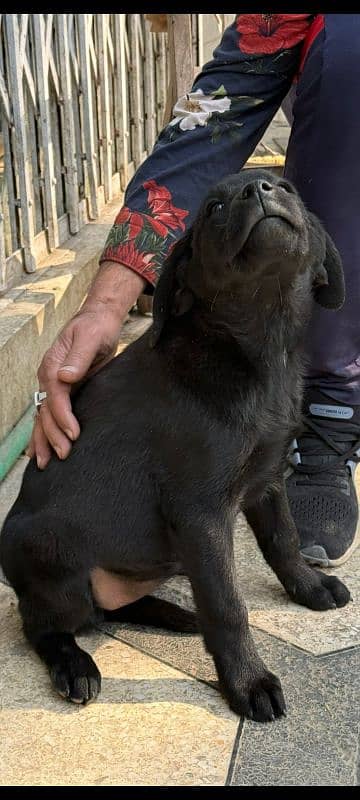 Female Labrador puppy. 11