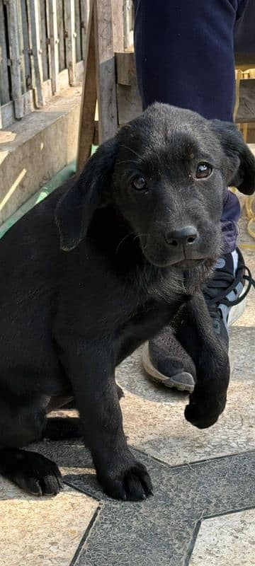 Female Labrador puppy. 12