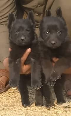 Black German Shepherd Pair For sale / German Shepherd Puppies