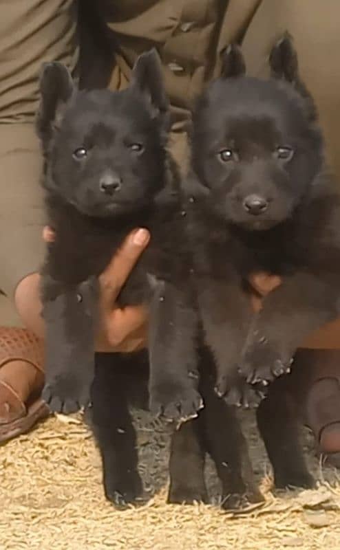 Black German Shepherd Pair For sale / German Shepherd Puppies 0