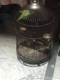 Female Parrot With Cage