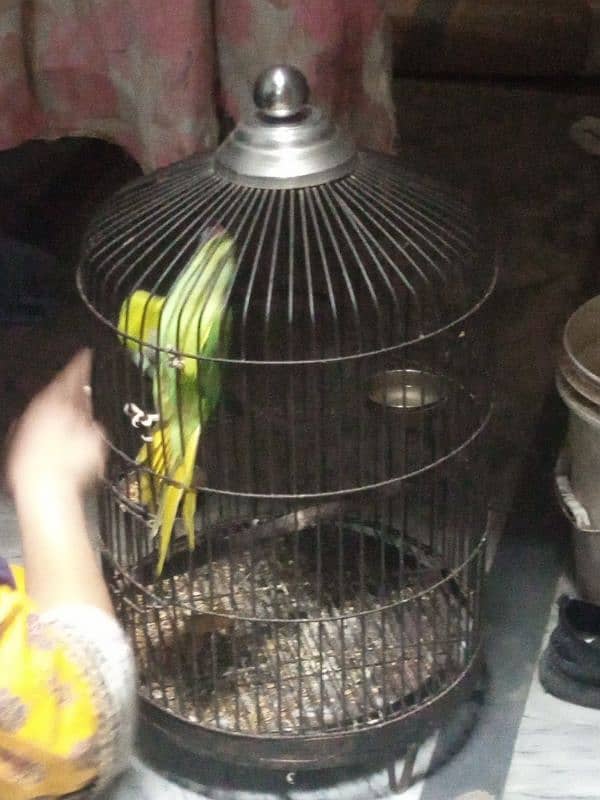 Female Parrot With Cage 1