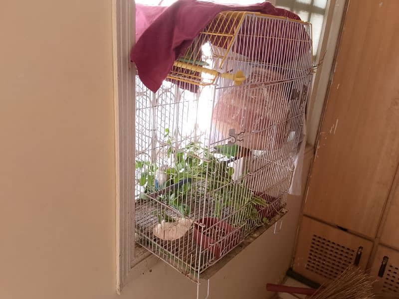 Love Bird setup for sale 4